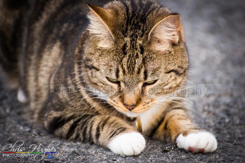 Pet Photography