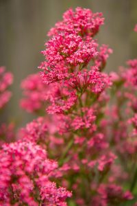 Delicate Pink Flowers - World Photo Day