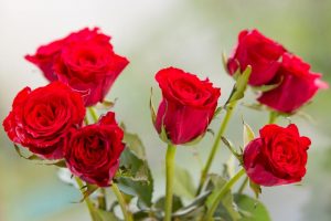 Red Roses - World Photo Day