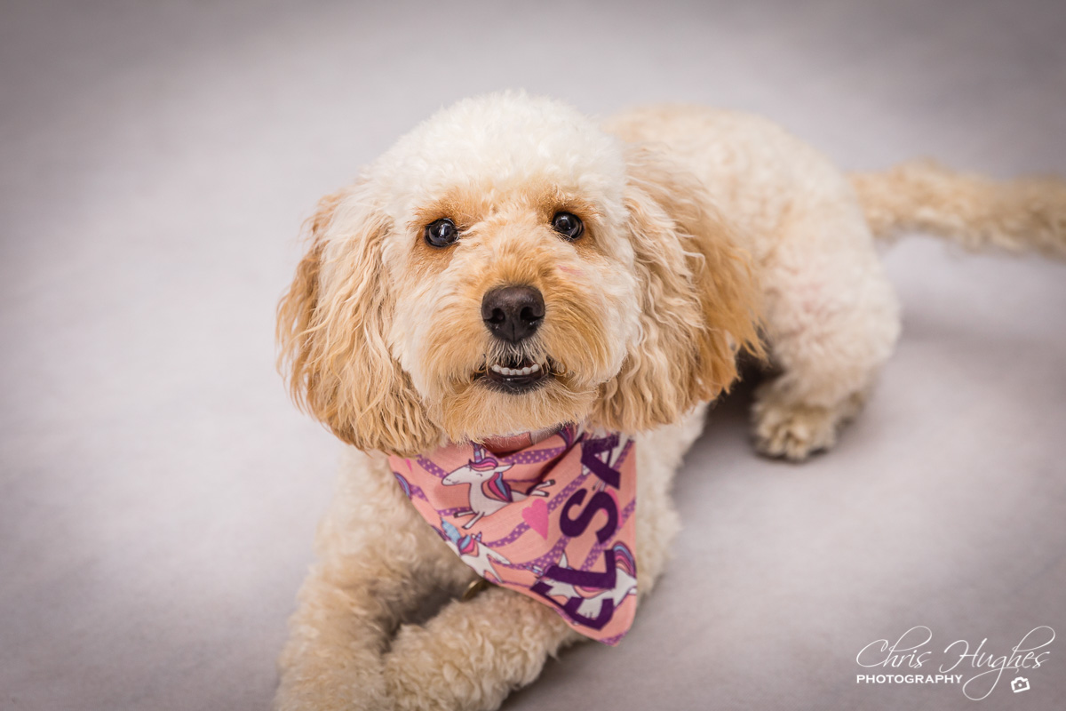 Elsa – Dog Portrait